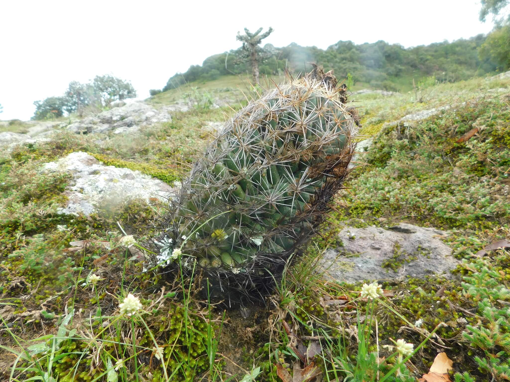Coryphantha palmerii